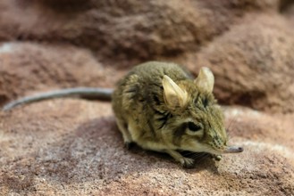 Rufous elephant shrew (Galegeeska rufescens), adult, on ground, foraging, alert, East Africa