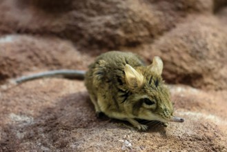 Rufous elephant shrew (Galegeeska rufescens), adult, on ground, foraging, alert, East Africa