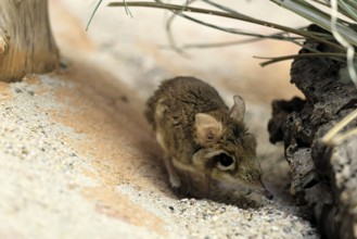 Rufous elephant shrew (Galegeeska rufescens), adult, on ground, foraging, alert, East Africa
