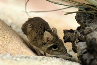 Rufous elephant shrew (Galegeeska rufescens), adult, on ground, foraging, alert, East Africa