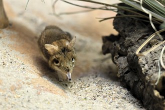 Rufous elephant shrew (Galegeeska rufescens), adult, on ground, foraging, alert, East Africa