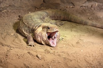 Red tegu (Salvator rufescens), adult, on ground, threatening, South America, captive