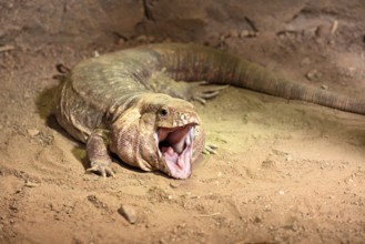 Red tegu (Salvator rufescens), adult, on ground, threatening, South America, captive