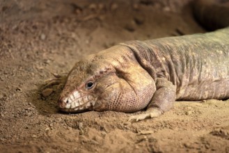 Red tegu (Salvator rufescens), adult, on ground, portrait, foraging, South America, captive