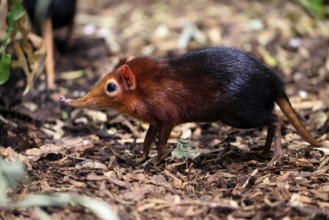 Red-shouldered proboscis dog (Rhynchocyon petersi), proboscis jumper, adult, foraging, vigilant, on