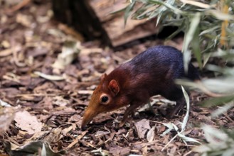 Red-shouldered proboscis dog (Rhynchocyon petersi), proboscis jumper, adult, foraging, vigilant, on