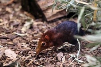 Red-shouldered proboscis dog (Rhynchocyon petersi), proboscis jumper, adult, foraging, vigilant, on