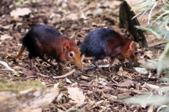 Red-shouldered proboscis dog (Rhynchocyon petersi), proboscis jumper, adult, foraging, pair, two,