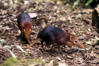 Red-shouldered proboscis dog (Rhynchocyon petersi), proboscis jumper, adult, foraging, pair, two,