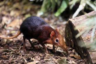 Red-shouldered proboscis dog (Rhynchocyon petersi), proboscis jumper, adult, foraging, vigilant, on