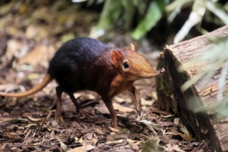 Red-shouldered proboscis dog (Rhynchocyon petersi), proboscis jumper, adult, foraging, vigilant, on