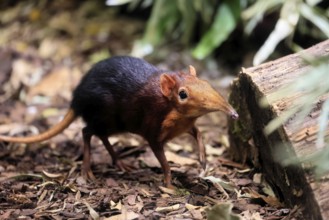 Red-shouldered proboscis dog (Rhynchocyon petersi), proboscis jumper, adult, foraging, vigilant, on