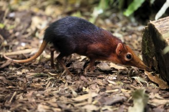 Red-shouldered proboscis dog (Rhynchocyon petersi), proboscis jumper, adult, foraging, vigilant, on