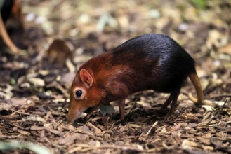 Red-shouldered proboscis dog (Rhynchocyon petersi), proboscis jumper, adult, foraging, vigilant, on