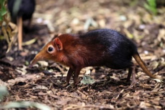 Red-shouldered proboscis dog (Rhynchocyon petersi), proboscis jumper, adult, foraging, vigilant, on