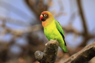 Sooty-head (Agapornis nigrigenis), adult, perch, watchful, Zambia, Africa, captive