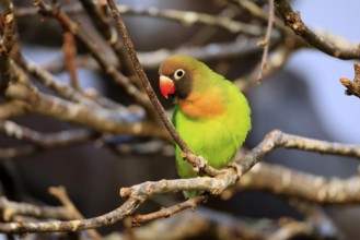 Sooty-head (Agapornis nigrigenis), adult, vigilant on tree, Zambia, Africa, captive