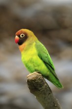 Sooty-head (Agapornis nigrigenis), adult, perch, watchful, Zambia, Africa, captive