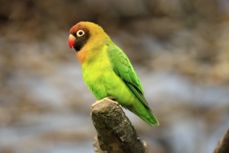 Sooty-head (Agapornis nigrigenis), adult, perch, watchful, Zambia, Africa, captive