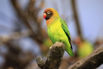 Sooty-head (Agapornis nigrigenis), adult, perch, watchful, Zambia, Africa, captive