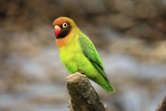 Sooty-head (Agapornis nigrigenis), adult, perch, watchful, Zambia, Africa, captive