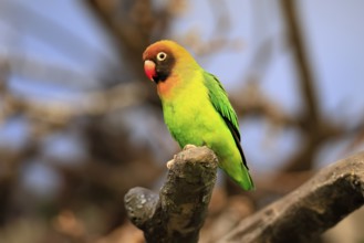 Sooty-head (Agapornis nigrigenis), adult, perch, watchful, Zambia, Africa, captive