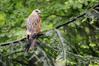 Black Kite (Milvus migrans), adult, alert, perch, Bavarian Forest National Park, Germany