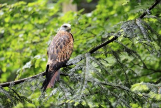 Black Kite (Milvus migrans), adult, alert, perch, Bavarian Forest National Park, Germany