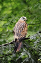Black Kite (Milvus migrans), adult, alert, perch, Bavarian Forest National Park, Germany