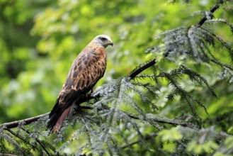 Black Kite (Milvus migrans), adult, alert, perch, Bavarian Forest National Park, Germany
