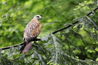 Black Kite (Milvus migrans), adult, alert, perch, Bavarian Forest National Park, Germany
