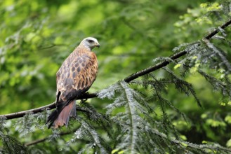 Black Kite (Milvus migrans), adult, alert, perch, Bavarian Forest National Park, Germany