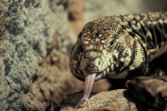 Argentine black and white tegu (Salvator merianae), adult, on ground, lambing, foraging, portrait,