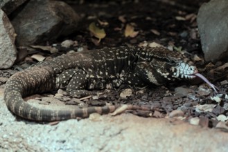 Argentine black and white tegu (Salvator merianae), adult, on ground, lambing, foraging, alert,