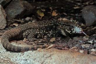 Argentine black and white tegu (Salvator merianae), adult, on ground, lambing, foraging, alert,