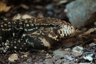 Argentine black and white tegu (Salvator merianae), adult, portrait, on ground, alert, South