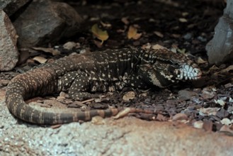 Argentine black and white tegu (Salvator merianae), adult, on ground, alert, South America, captive
