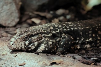 Argentine black and white tegu (Salvator merianae), adult, portrait, on ground, alert, South
