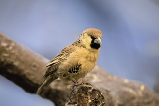 Siedle weaver (Philetairus socius), adult, on a wait, South Africa