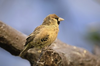 Siedle weaver (Philetairus socius), adult, on a wait, South Africa
