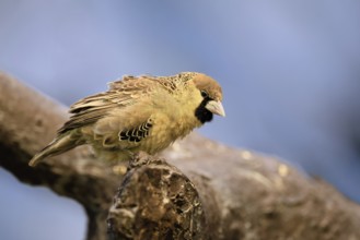 Siedle weaver (Philetairus socius), adult, on a wait, South Africa