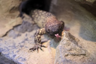 Scorpion crust lizard (Heloderma horridum), adult, portrait, on ground, nocturnal, lambing, Mexico,