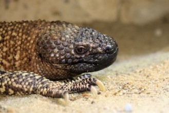 Scorpion crust lizard (Heloderma horridum), adult, portrait, on ground, nocturnal, Mexico, North