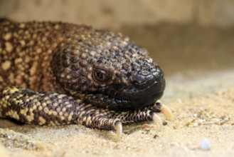 Scorpion crust lizard (Heloderma horridum), adult, portrait, on ground, nocturnal, Mexico, North