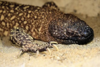 Scorpion crust lizard (Heloderma horridum), adult, portrait, on ground, nocturnal, Mexico, North