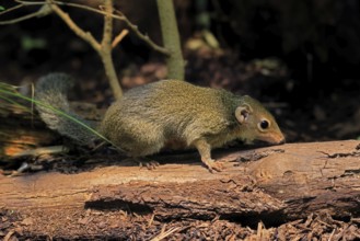 Squirrel (Scandentia), adult, foraging, alert, Southeast Asia Asia