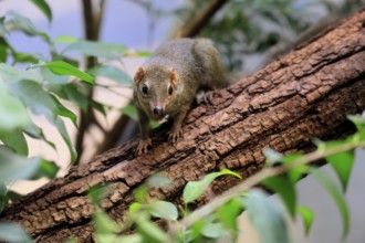 Squirrel (Scandentia), adult, foraging, alert, on tree, Southeast Asia Asia