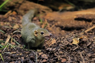Squirrel (Scandentia), adult, foraging, alert, Southeast Asia Asia