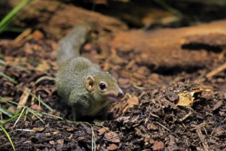 Squirrel (Scandentia), adult, foraging, alert, Southeast Asia Asia