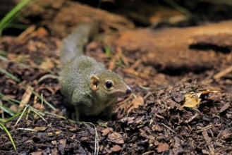 Squirrel (Scandentia), adult, foraging, alert, Southeast Asia Asia